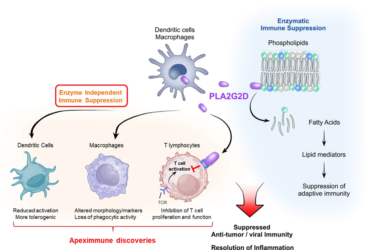 PLA2G2D Mechanism